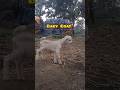 ak din a kirokom lafachche l village Life challenge 6/365🐐❤️ #villagerlife#miniblogs#shorts#trending