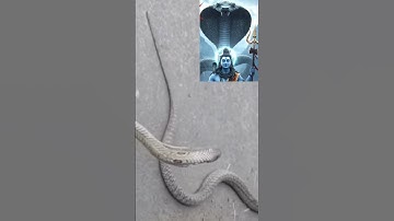 Chalo Shiv Shankar के Mandir Mein Bhakto #hrhrmahadev #nag-nagin #reality #snake #ytshort