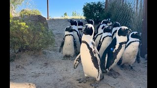 Join The Flock for International African Penguin Awareness Day