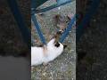 【いなか猫、過去動画の切り抜き（142）】 #いなか猫 ＃猫の喧嘩＃shorts