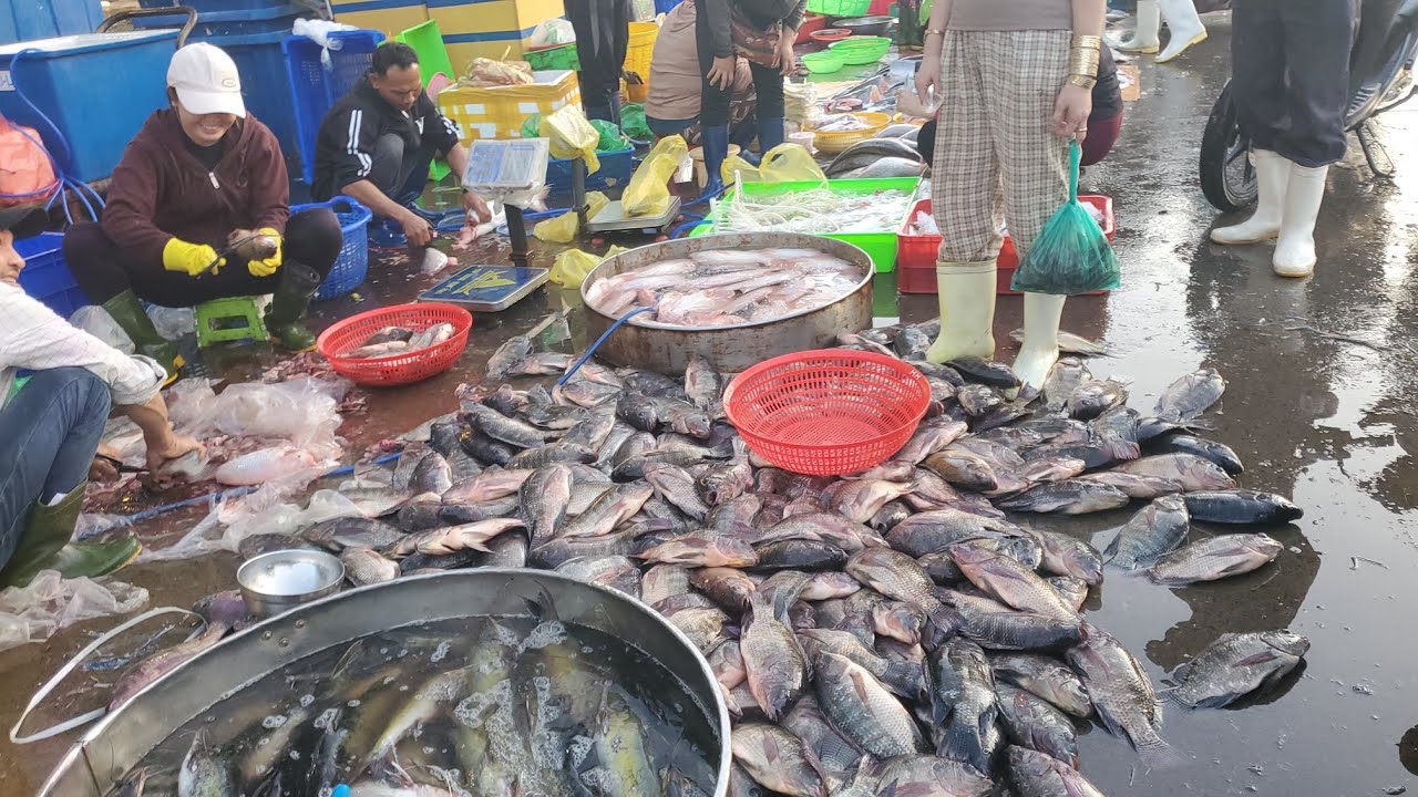 Chợ đầu mối bình điền sáng thứ ba cá phi 30k cá biển 35k cá lăng 70k 