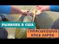 Рыбалка в США. БеШШШеный клев карпа. У меня никогда такого небыло. Carp fishing