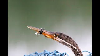 Oriental Darter Rescue