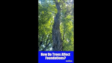 How Do Trees Affect Foundations?