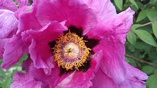 Bees picking up blossom honey on pink peony flowers