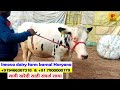 दुग्ध व्यवसायातील गाईंच्या किंमती व माहिती! Hf Cow Price In Dairy Farming । Great Maharashtra