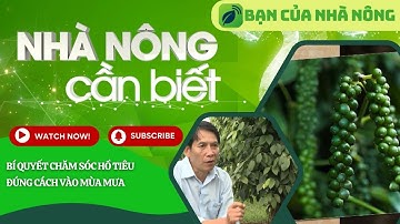 Nhà Nông Cần Biết: Bí Quyết Chăm Sóc Hồ Tiêu Đúng Cách Vào Mùa Mưa