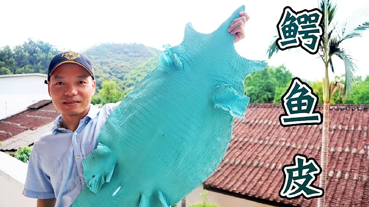 鱷魚哥：看我帶你解密高端奢侈品皮包的原材料「鱷魚皮」！【農場鱷魚哥】 - 天天要聞