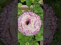 #flowers #ranunculus #garden