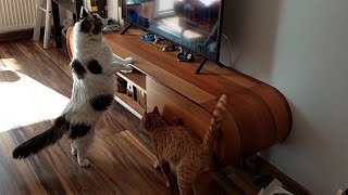 Çok güzel bir kedi videosu.Şans kedi ve diğer kedilerin sevgi dolu halleri by Haydar KOÇ 3,628 views 2 years ago 14 minutes, 38 seconds