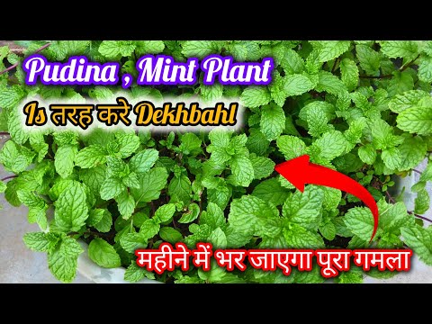 पुदीना को घना और हराभरा बनाने का सीक्रेट 1 महीने में पूरा गमला भर जाएगा /Mint Plant Full Information