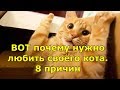 ВОТ почему нужно любить своего кота. 8 причин.