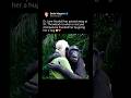 Chimpanzee giving a hug to Dr. Jane Goodall 🥹❤️