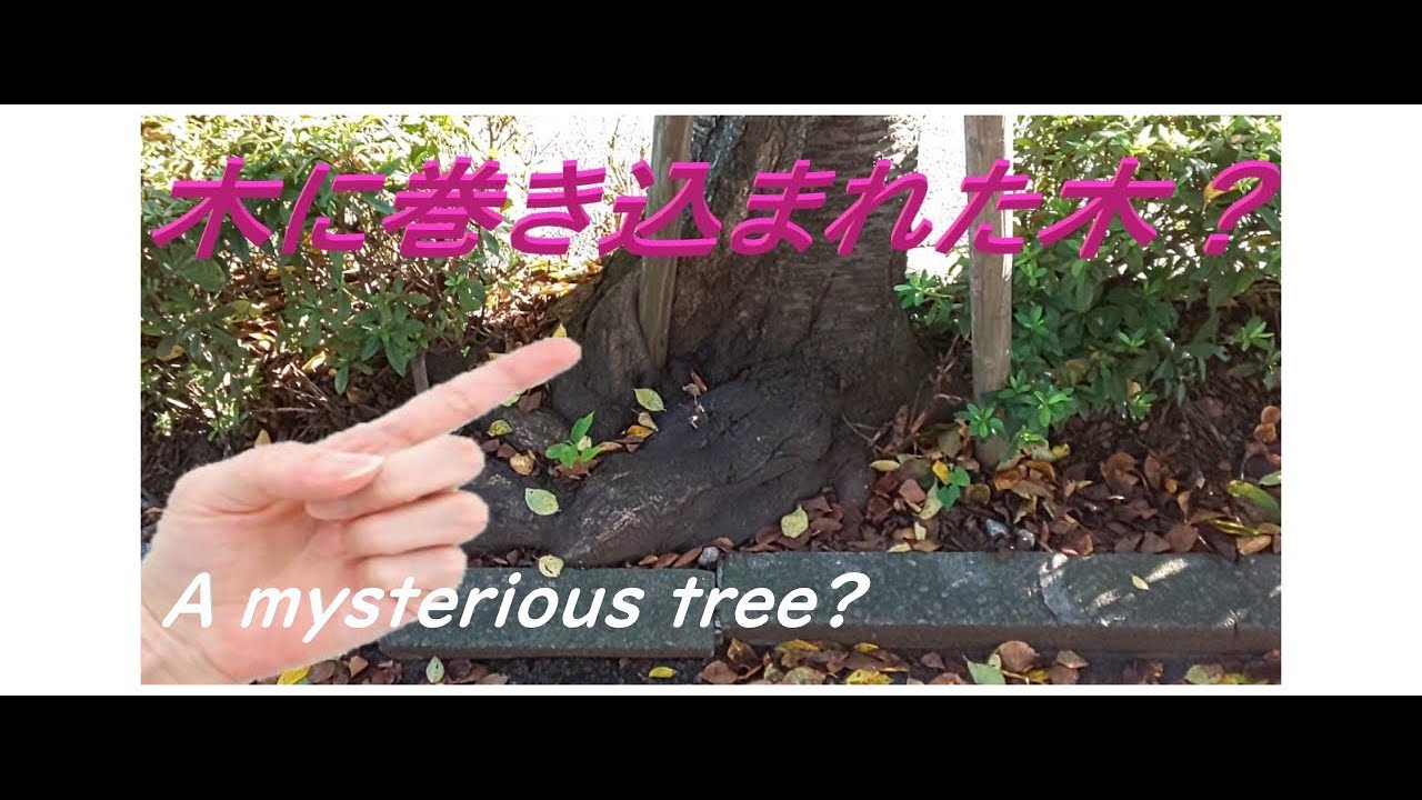 Shorts 変な木 何だコレ A Mysterious Tree What S This 이상한 나무 뭐 이거 何だコレミステリー Youtubeショート Youtube
