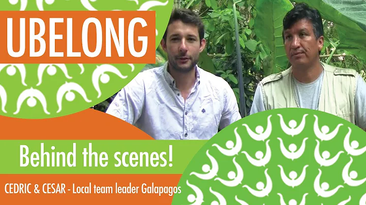 What is the impact of UBELONG Volunteers in Galapagos?