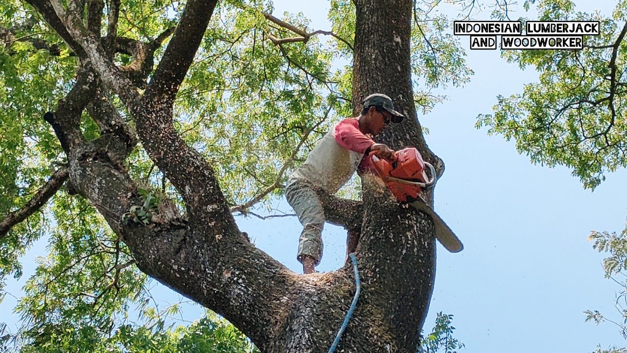 overwhelmed... Cut down a tens of years old trembesi tree. - YouTube