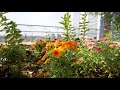 Celebrating Sustainability at the McCormick Place Rooftop Garden