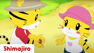 A Surprise for My Baby Sister! 💕 | Family | Brother & Sister | Kids videos for kids | Shimajiro