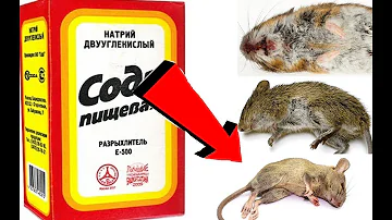 Как избавиться от мышей в домовладение за 03 секунды!