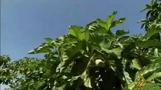 فوائد فاكهة النوني الصحية