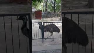 EMU Snake Killer