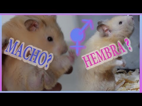 Vídeo: Como Identificar Hamsters Por Gênero