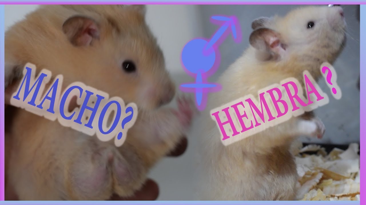 COMO SABER SI MI HAMSTER ES HEMBRA O MACHO YouTube
