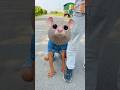 Mujhe Cat se bacha lo 😤😂 #funny #comedy #youtubeshorts #cat #viralvideo #shortsfeed