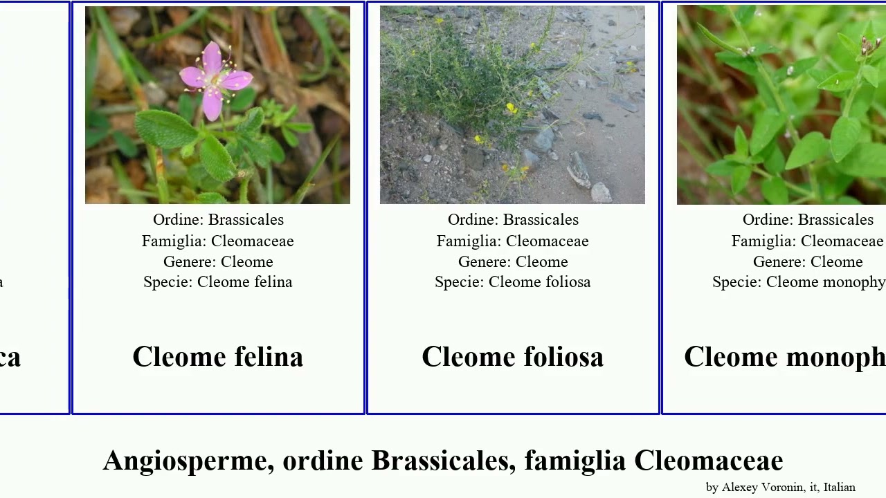 Angiosperme, ordine Brassicales, famiglia Cleomaceae cleome arabica angiosperms felina spinosa