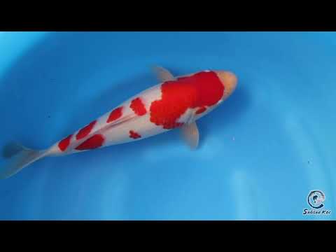 Kohaku - SK-HHK02