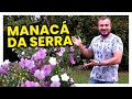 MANACÁ-DA-SERRA | Principais dicas de CULTIVO E ADUBAÇÃO | Murilo Soares | Spagnhol Plantas