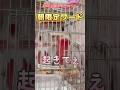 【喋る鳥】ちゃーちゃんの声の目覚まし時計が欲しすぎる件w #喋る鳥 #モモイロインコのちゃーちゃん #目覚ましインコ