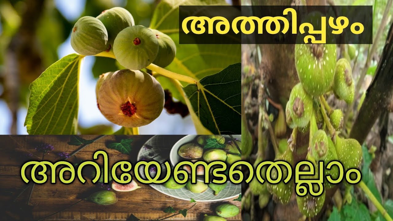Athippazhamfig fruit ramla YouTube