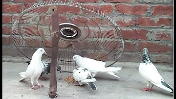 Quick and Easy Bird Trap Using Electric Fan Guard & Bamboo Piece