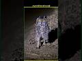 उल्लू रात में ही शिकार क्यों करता हैं 🤯#shorts #ytshorts #shortsfeed #shortvideo #trending #facts