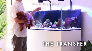 The Transfer - 3 Nano Reef Tanks into 1! | Blue Reef Tank