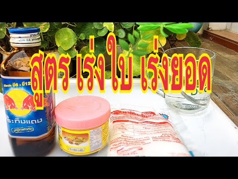 สูตร เร่งใบ เร่งยอด ปุ๋ยนำ้แบบใช้ได้ทันที ไม่ต้องหมัก เห็นผล100% แม่ก้อยพาทำ