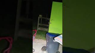 Mega coon