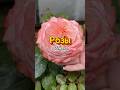 Розы начали распускаться #палисадник #клумба #цветы #розы