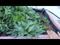 Growing Forget Me Not from Seeds with RESULTS | Year Round Cutting Garden ~ Ep 38