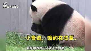 可怜的《大熊猫美香一家》