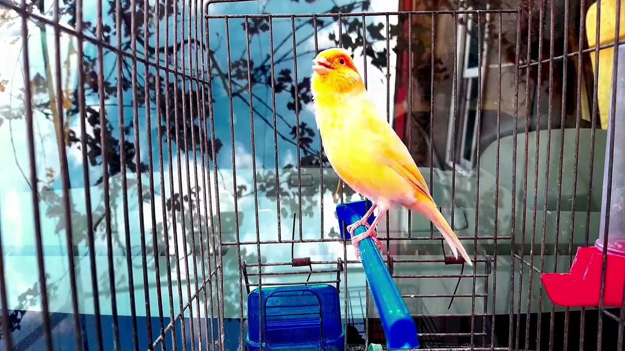 تغريد كناري اصفر هائج  لتحفيز الانثى صوت كناري 