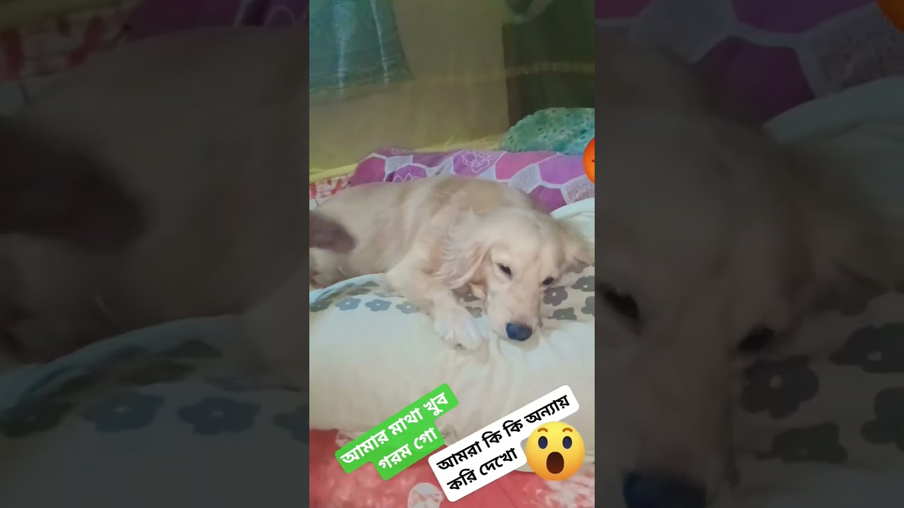 rate hisu peyeche tai masari chire namlam 