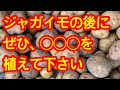【ジャガイモ】皆さんが知りたいジャガイモの後に植えると、良い野菜と悪い野菜を紹介します。限られたスペースで効率よく野菜を育てましょう！これからはスペパも大切です！
