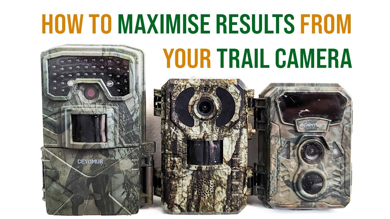 Utilise Trail Cameras For Wildlife Photography YouTube utilise-trail-cameras-for-wildlife-photography-youtube