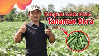 Budidaya Tanaman Okra di Indonesia