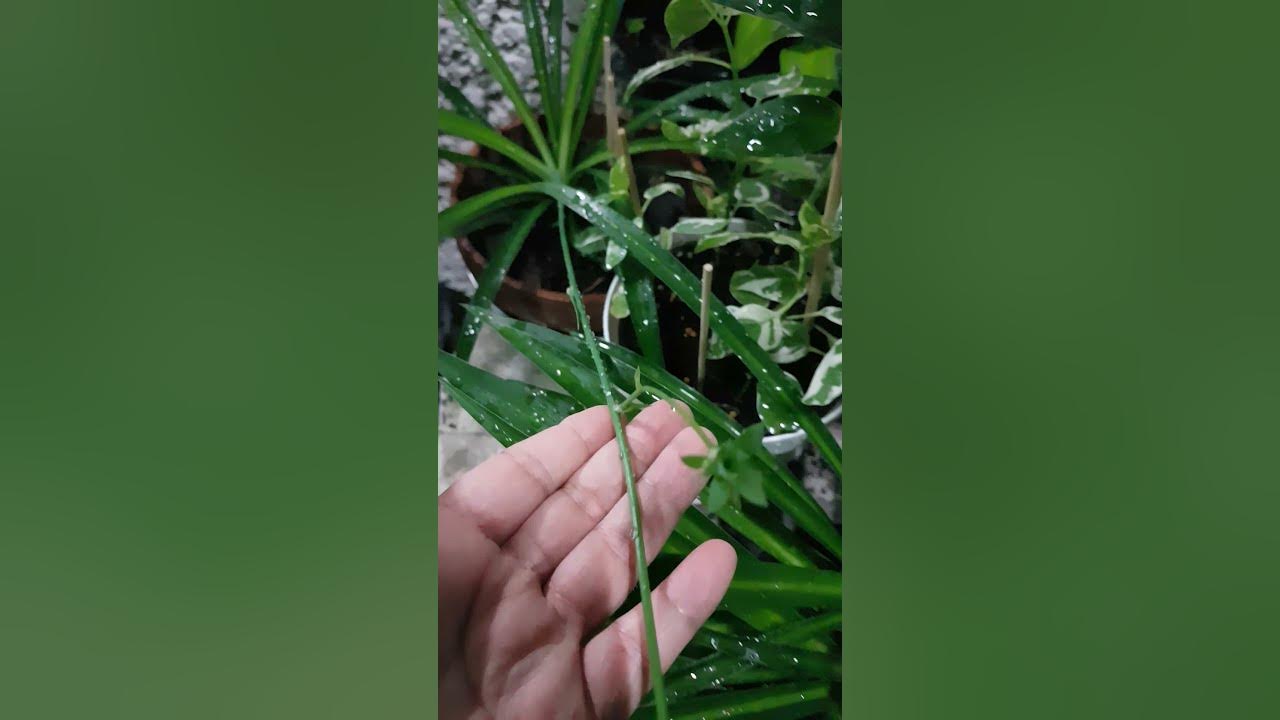 เศรษฐีเรือนเขียว เศรษฐีเรือนใน Spider Plant Green | Short - Youtube
