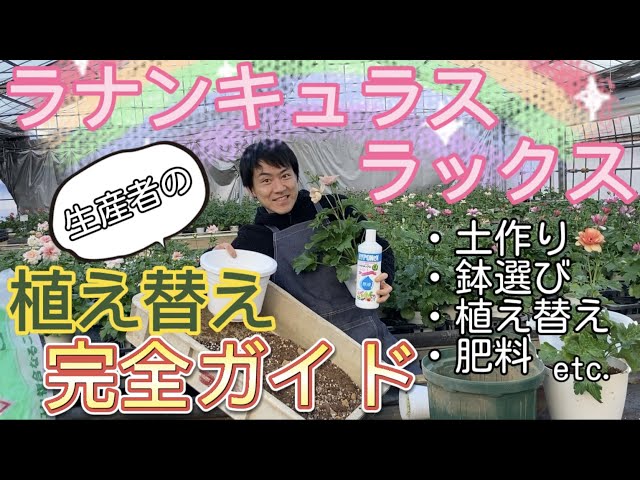 ラックス苗　確認用 ラナンキュラスラックスの苗ラベル作り | キヨミのガーデニング