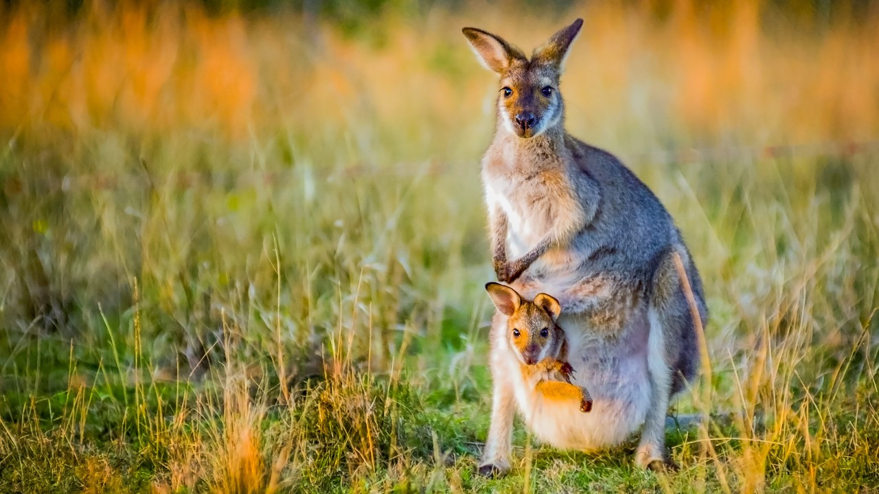 Wild Kangaroos of Australia in 4K HDR | Cinematic Nature & Calm Orchestral Music