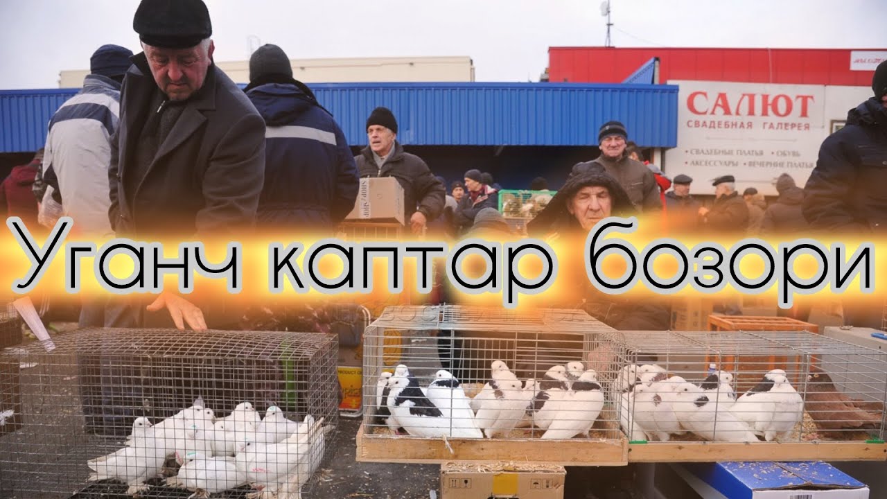 Хоразм каптар бозори Янги видео 2024